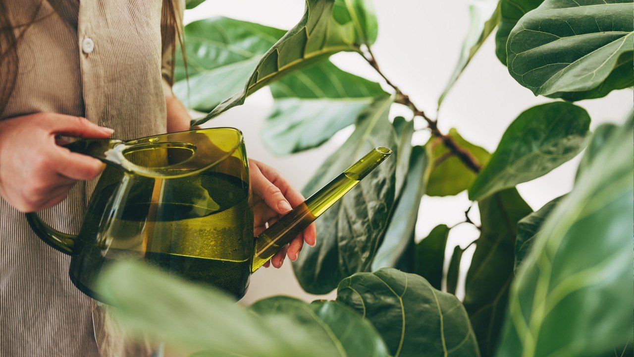 Monstera Top houseplant of 2026 includes Monstera