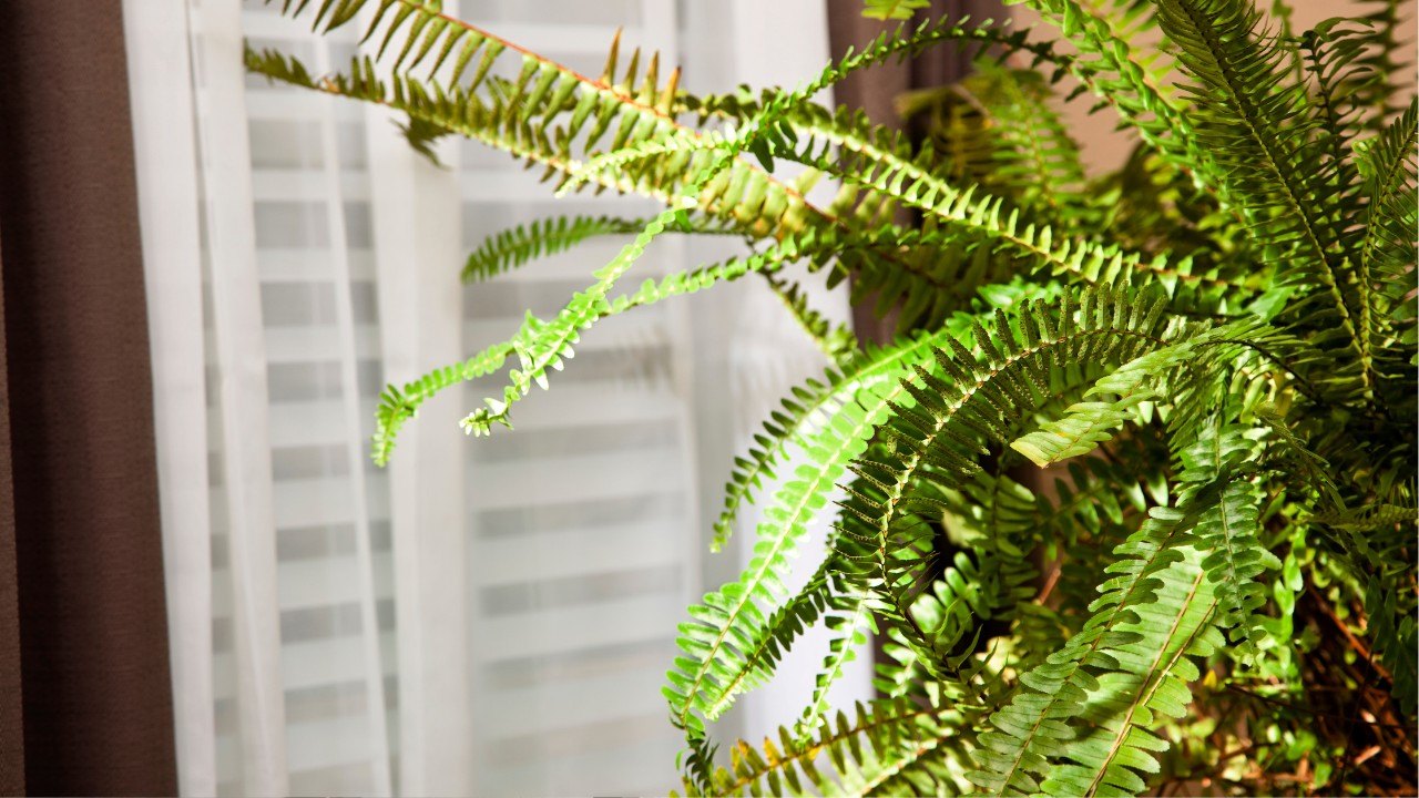 Boston Ferns Top houseplant of 2026 includes Boston Ferns