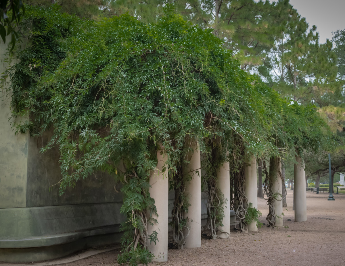 Hermann Park trees