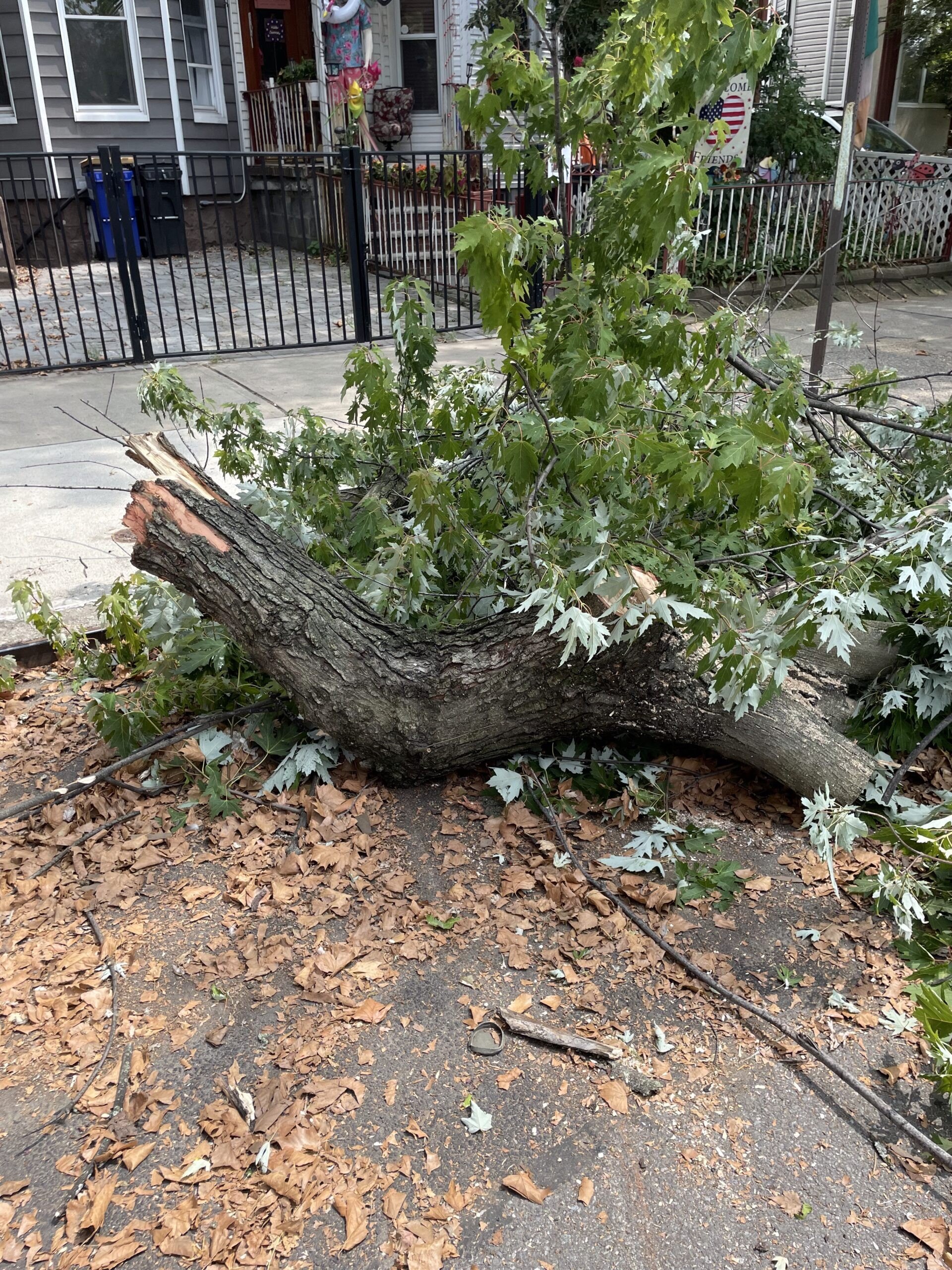 Large tree branch on street.