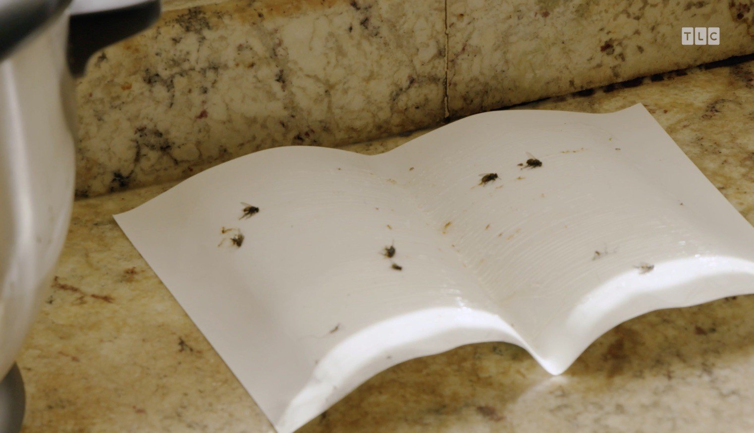 A glue trap for insects with bugs attached is laid out on top of what appears to be granite countertops.