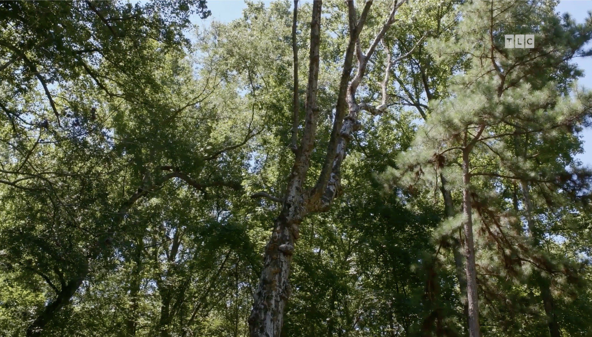 A tree specimen that appears to have an unhealthy trunk and collection of branches will need to be addressed before the wedding.