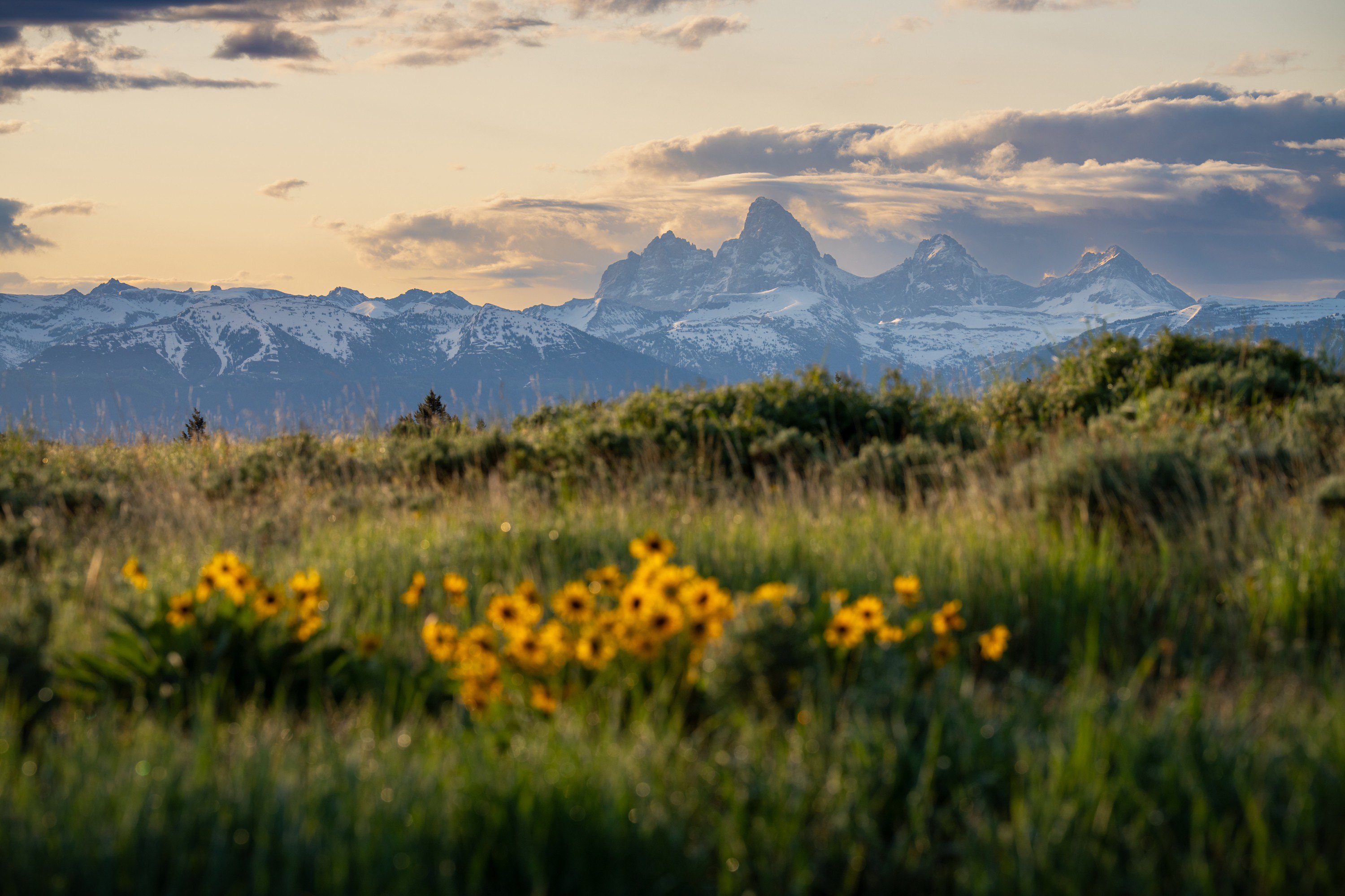 A view of mountains and grassland in Teton Valley, ID