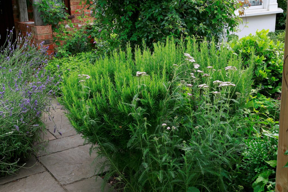 Rosemary Rosmarinus Officinalis. Lavanda E Achillea