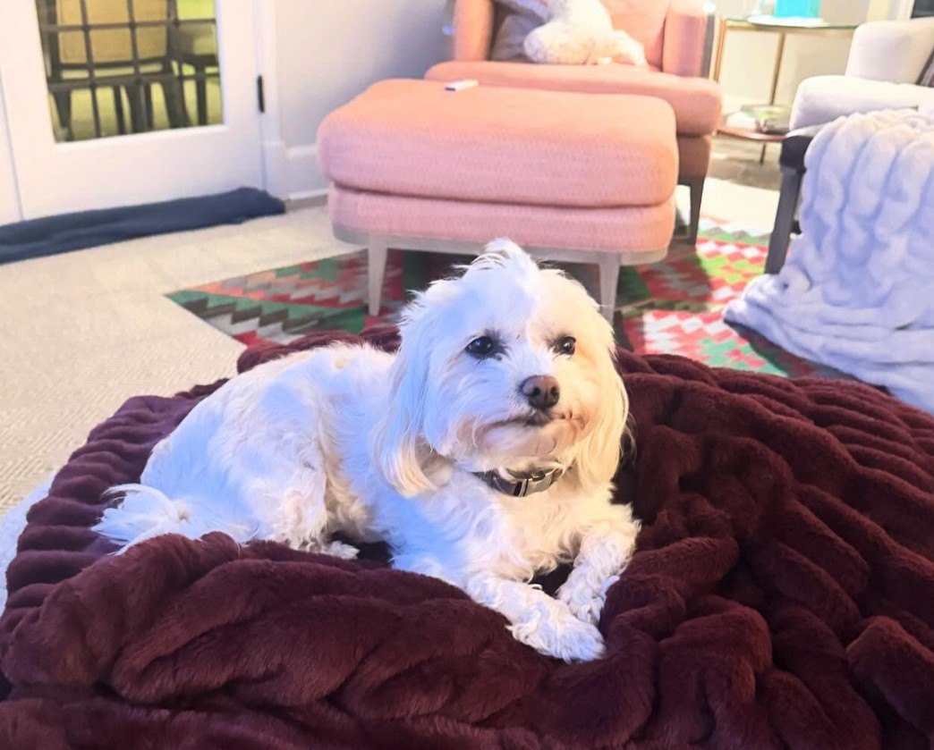 Alyssa Farah Griffin's dog pictured at "The View" host's home