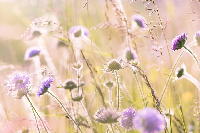 hd wallpaper, meadow flowers, field flowers