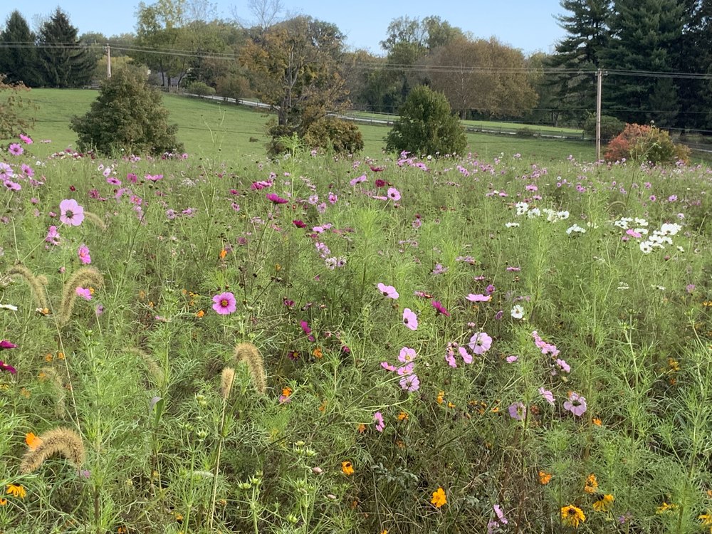 flowers in grass in Pennsylvania