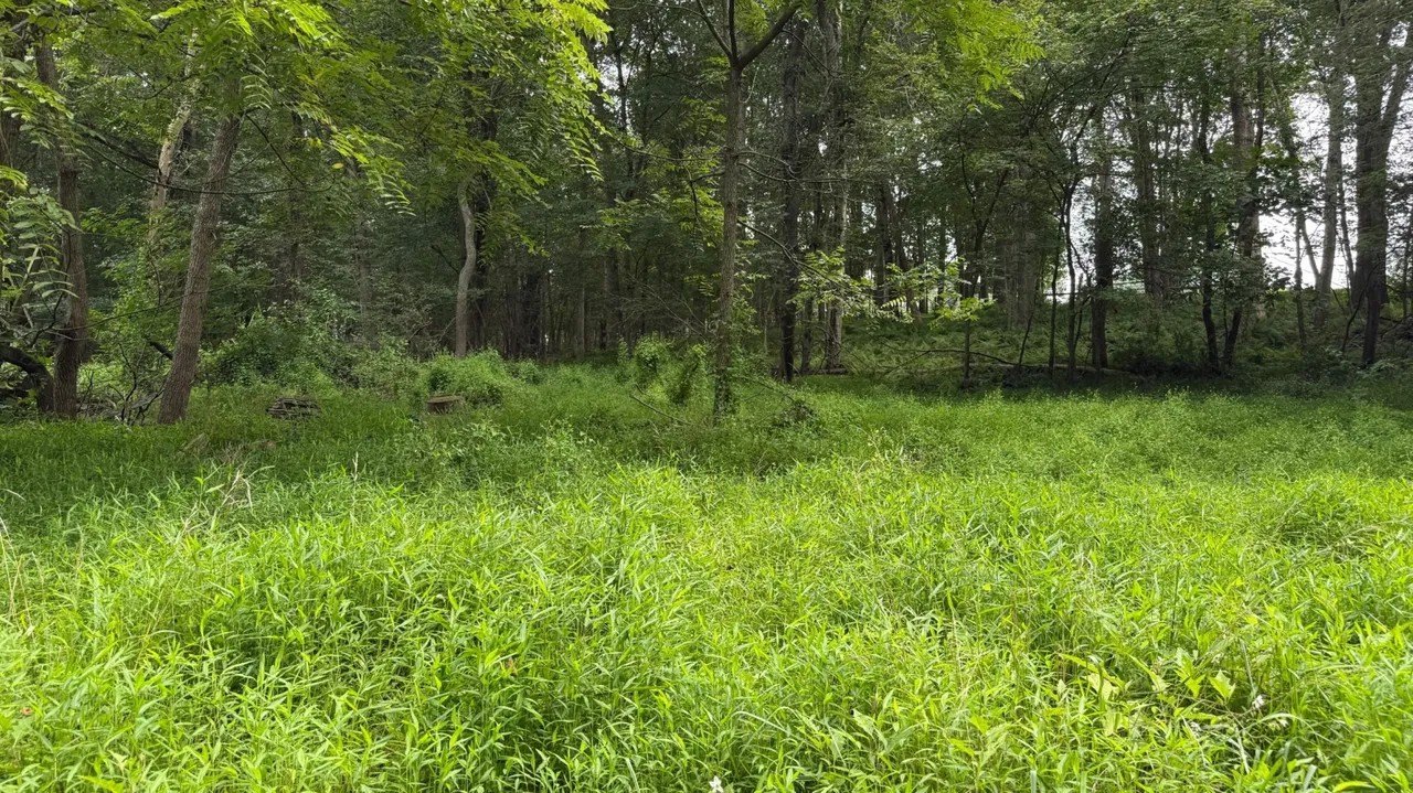 PICTURED: $300K Maryland Home Is Overrun by Feral Cats and Raccoons