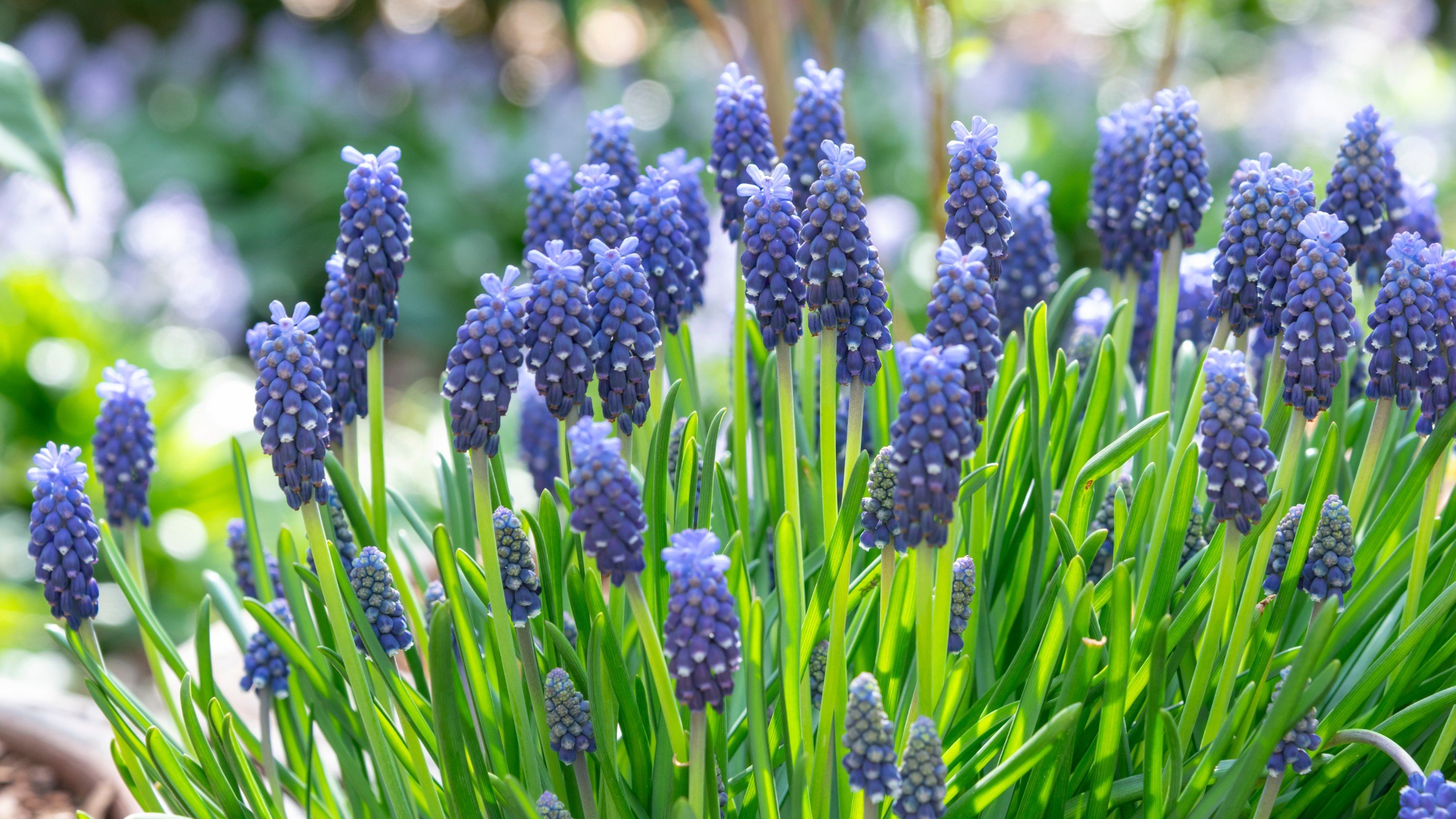 Muscari, commonly known as grape hyacinth