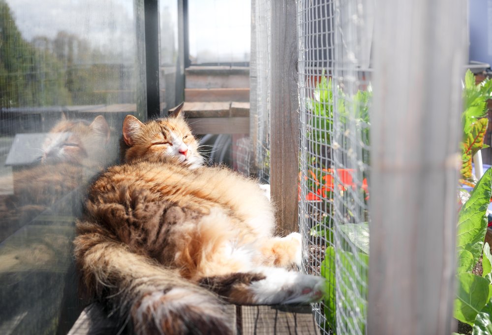 Relaxed cat in catio or outdoor cat enclosure sleeping happy in the sun