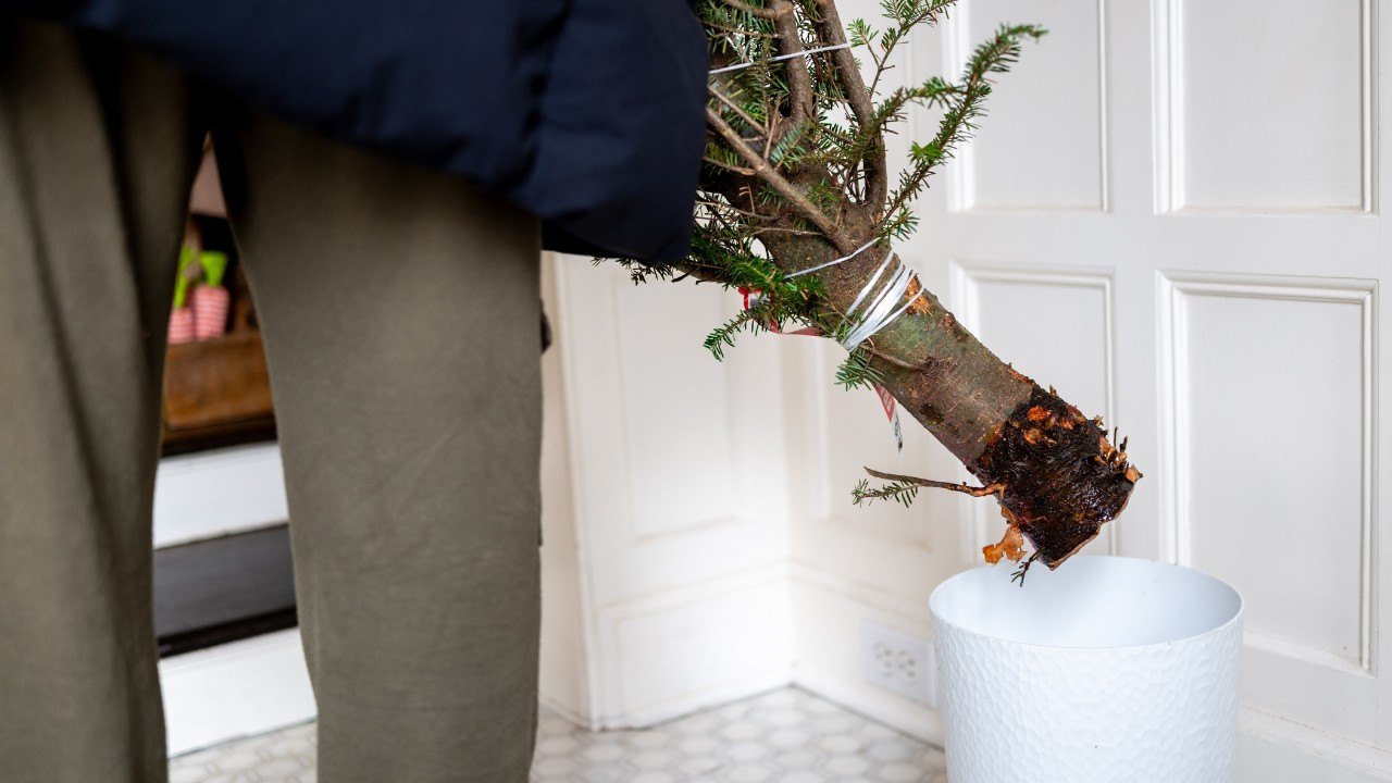 A cut down Christmas Tree putting into a base