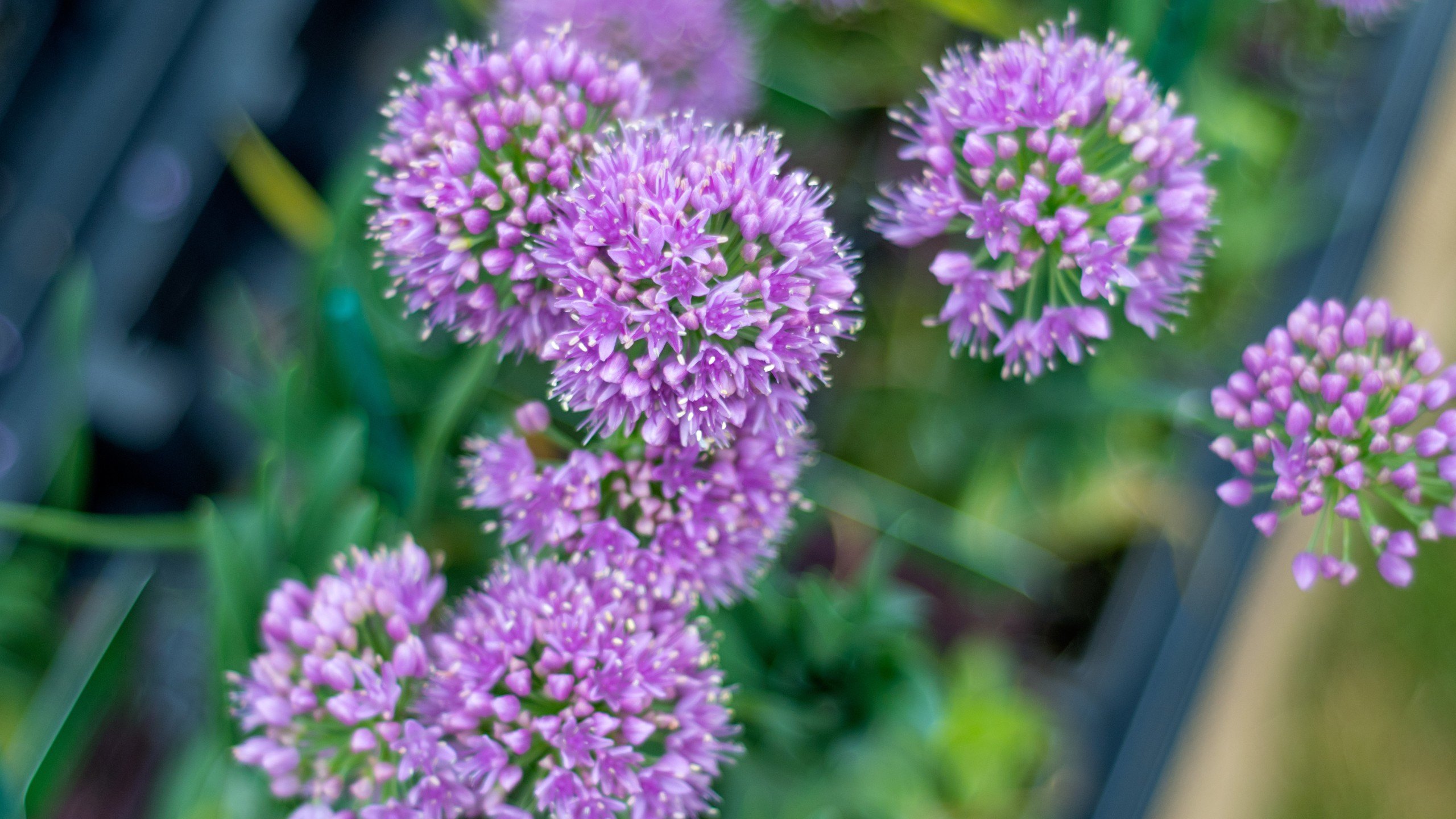 Allium flowers planted in the front yard.