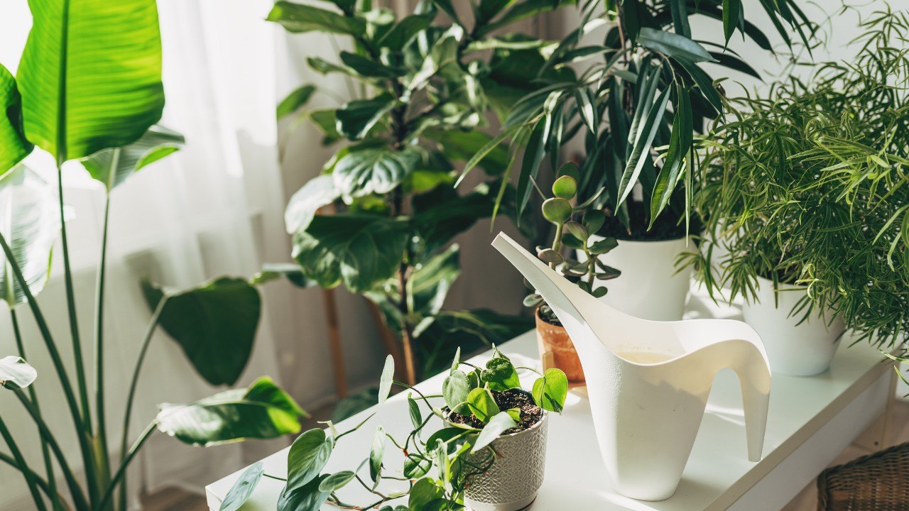 Snake plant Top houseplant of 2026 includes Snake plant