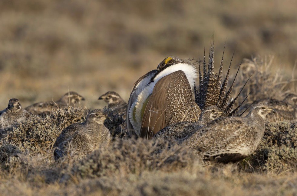 Increasingly rare  greater sage-grouse will continue to be safe in the specified conservation area, approved by the U.S. Fish and Wildlife Service.
