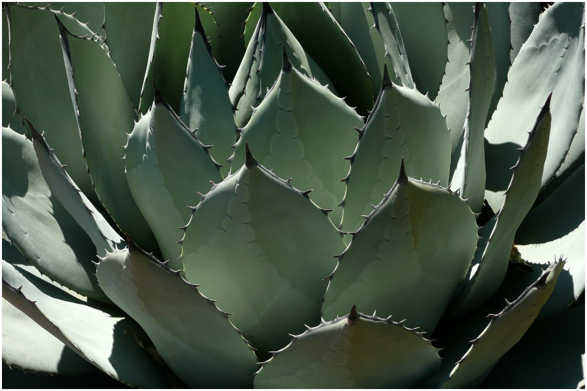 The Agave Plant