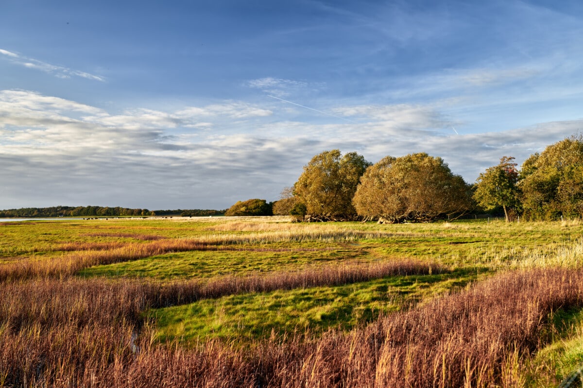 Field in Aloha