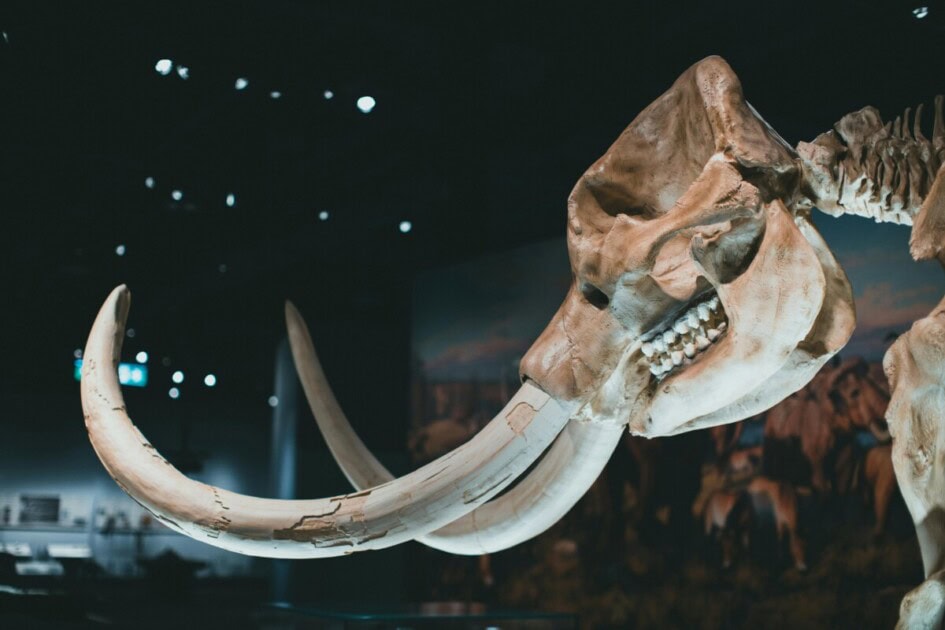 Animal head with tusks on exhbit