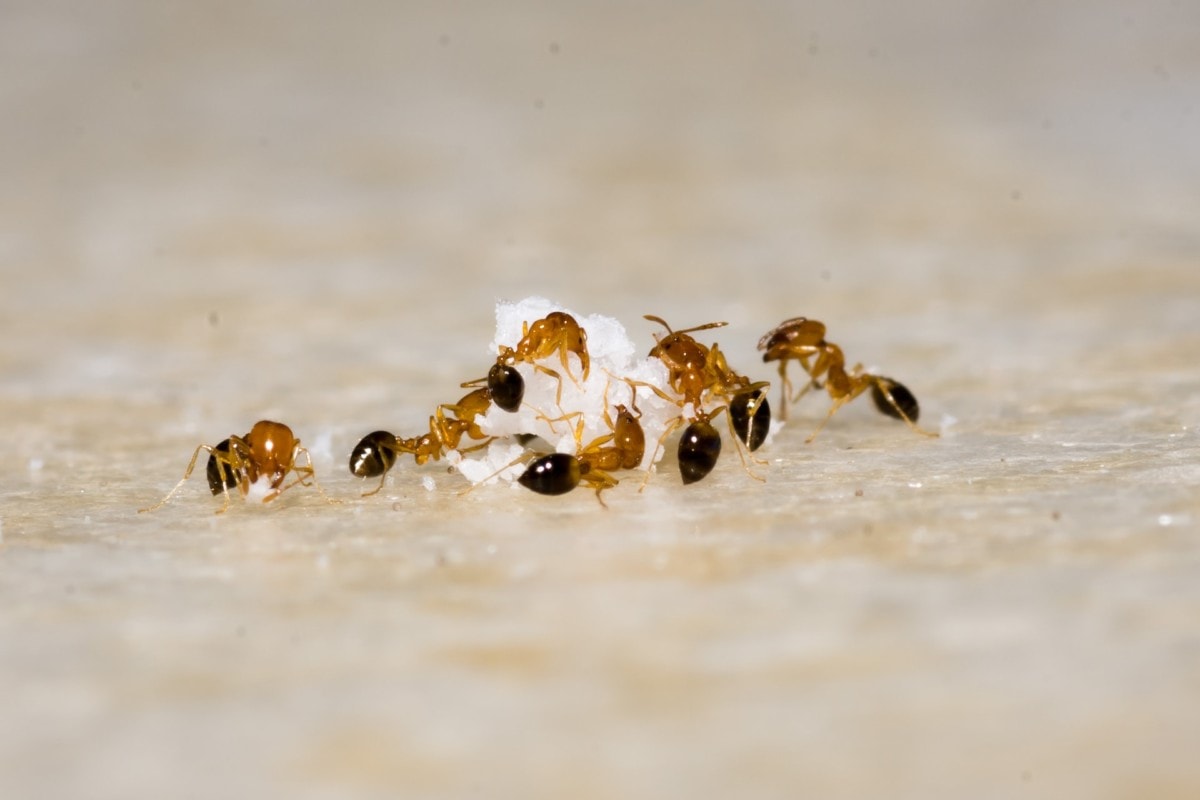Ants eating sugar