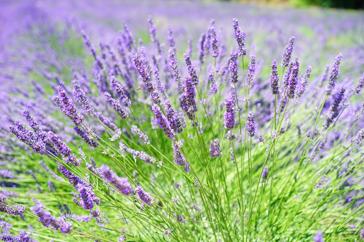 Blue Lavender