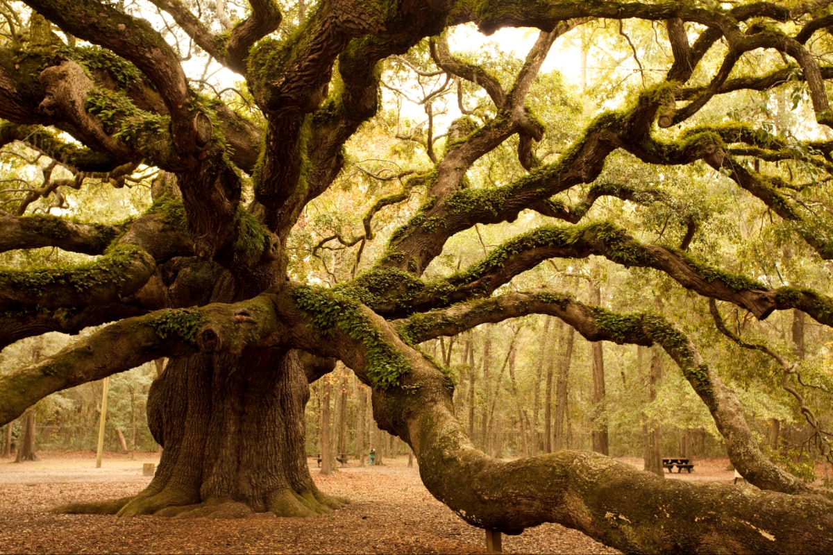 The Angel Oak Tree