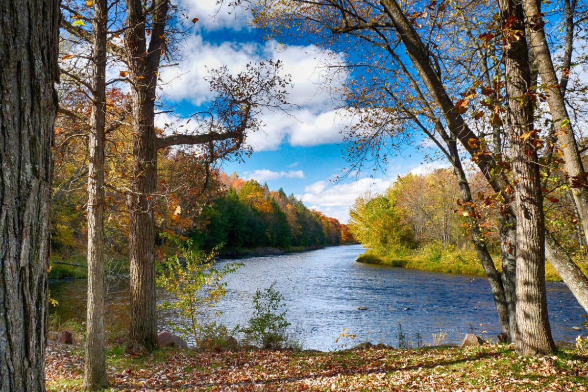 A river with trees
