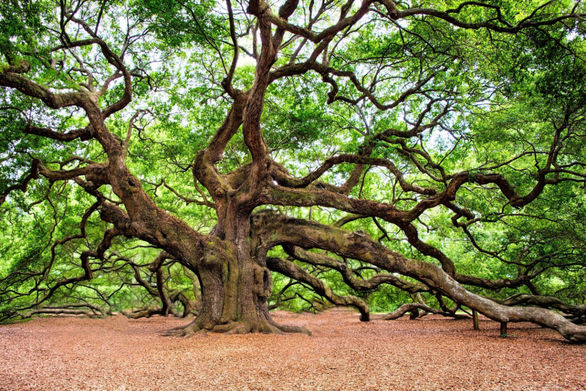 A large tree