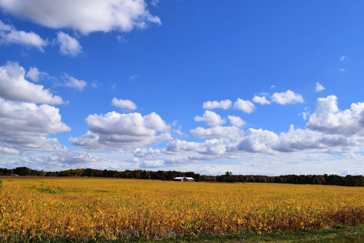 cornfield 