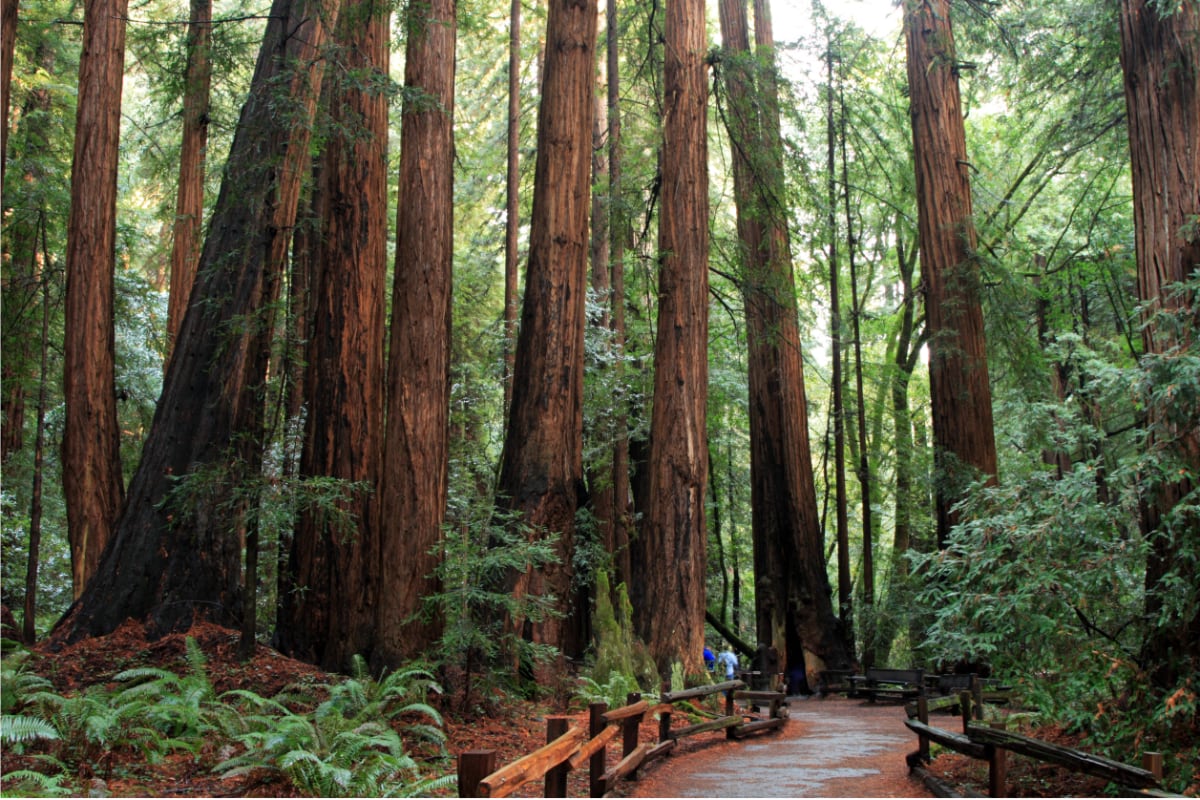 A trail in Muir Woods