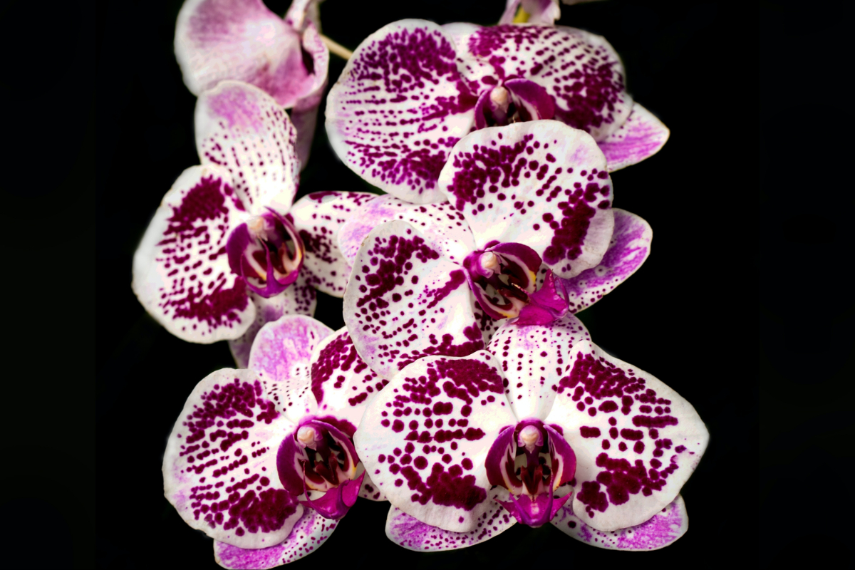 Orchid