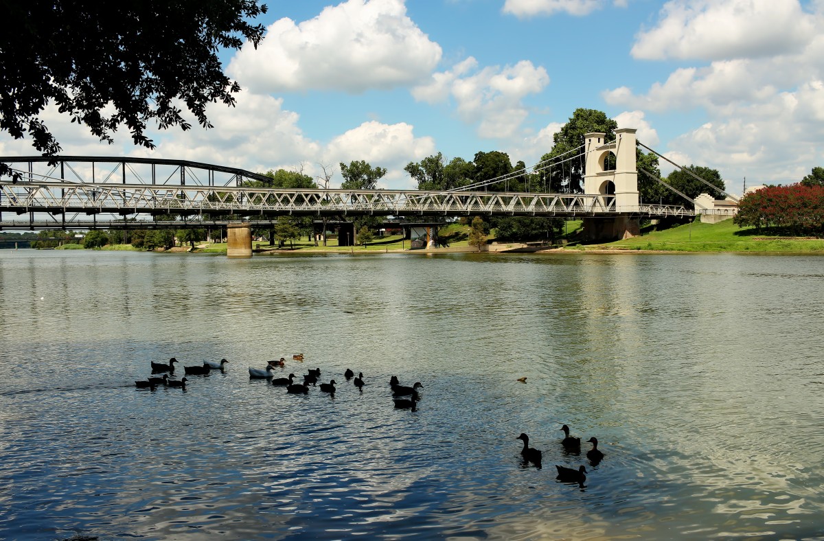 Ducks on the Brazos river in Waco Texas