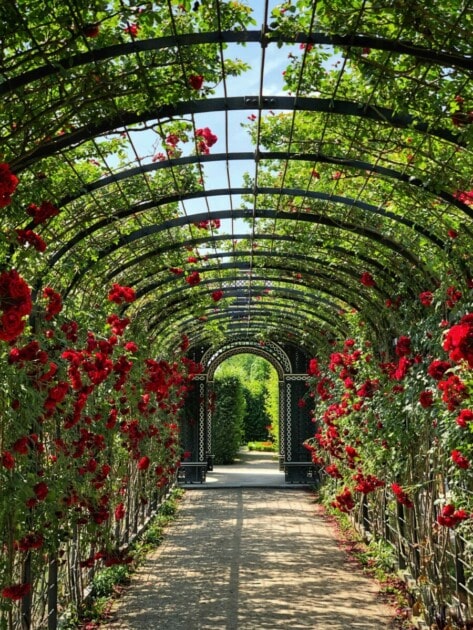 Red flowers in garden tunnel