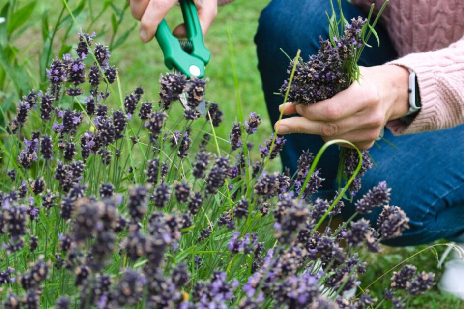 Tending to a lavender garden