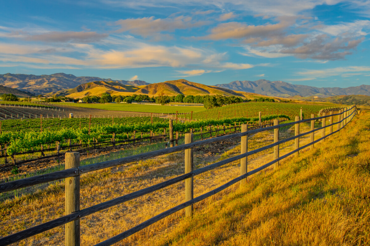Spring vineyard in the Santa Ynez Valley Santa Barbara, CA