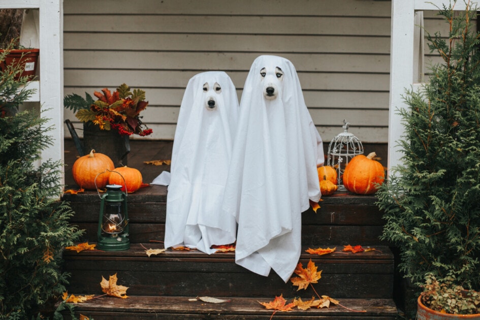 Domestic dogs dressed in ghost costume for Halloween