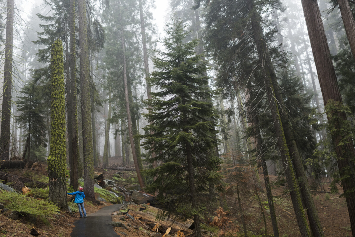 Female taking a moment with a latge Pine tree _ getty