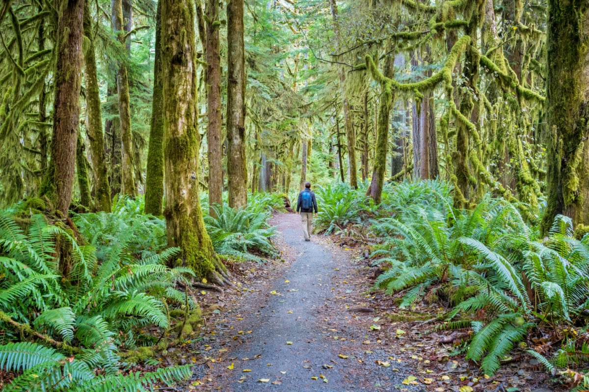 Hiker on a trail in Olympic National Park Washington USA