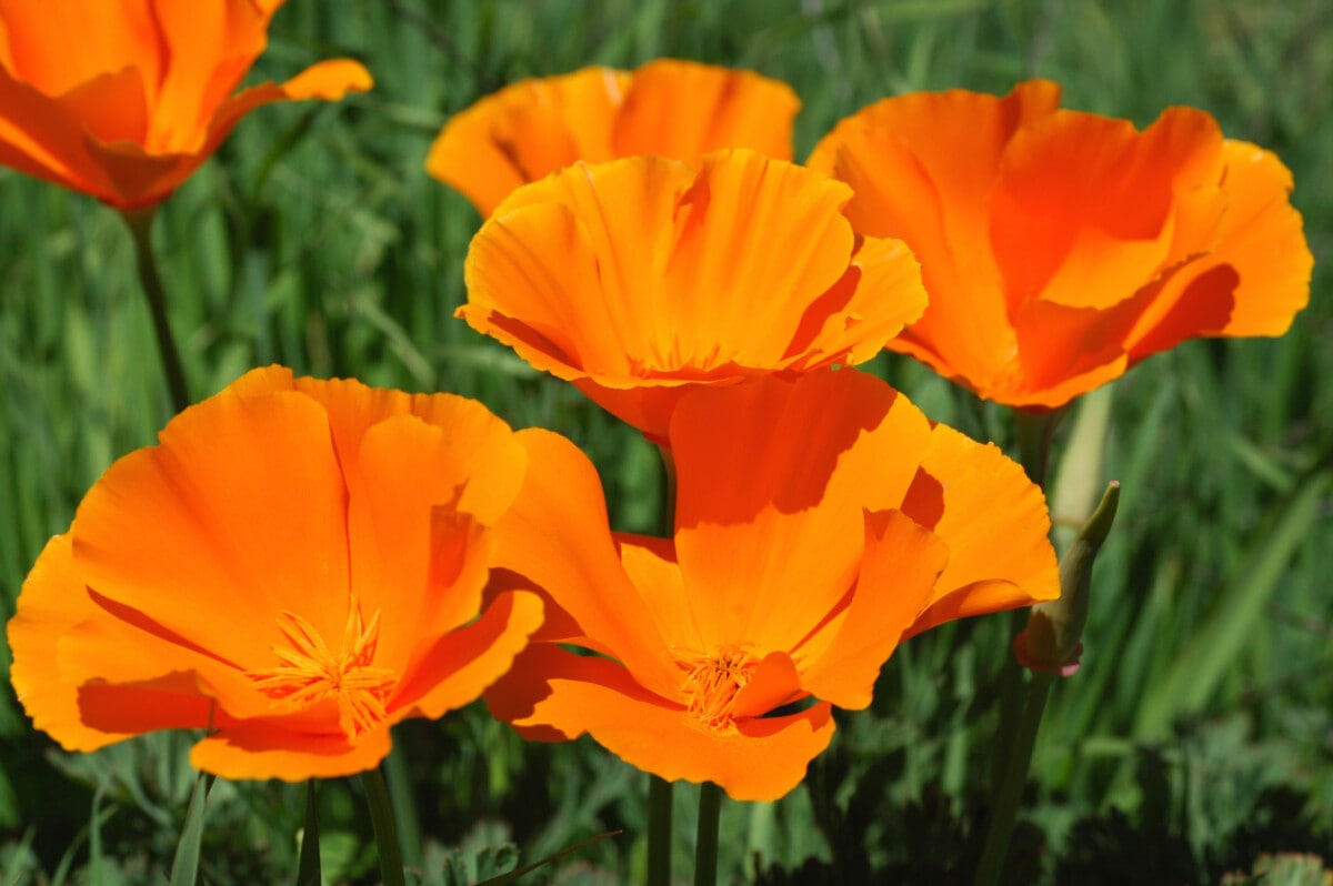 California poppies,