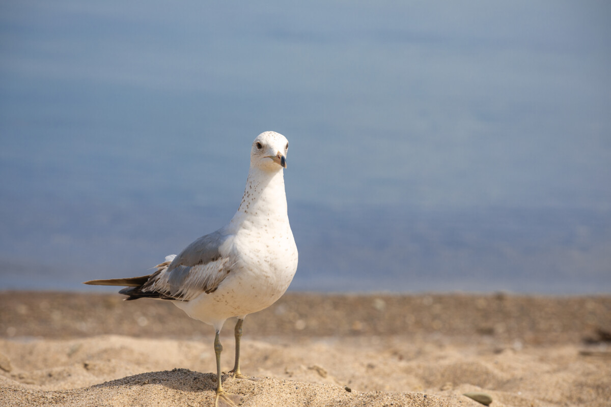 bird on the beach