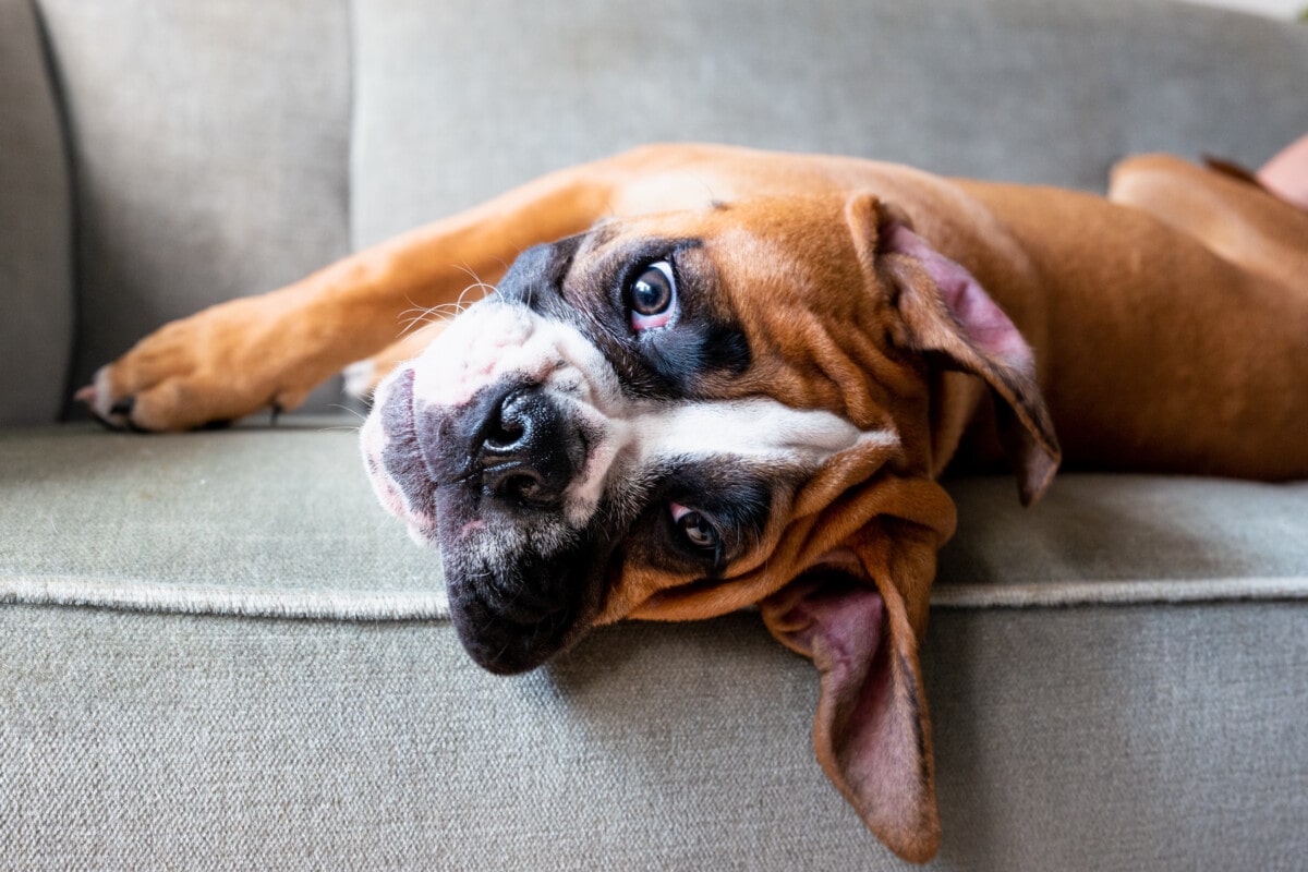 Boxer puppy relaxing on the sofa looking at camera