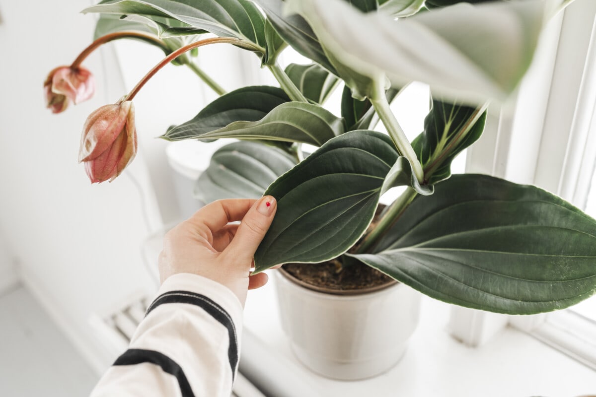 Medinilla magnifica ans hand with nail manicure in form of heart caring for houseplant in window at home