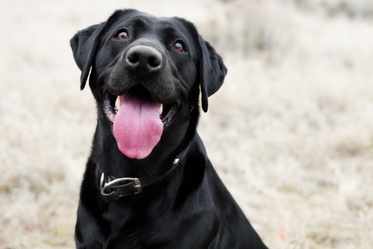 Happy black lab dog with enthusiastic expression and tongue