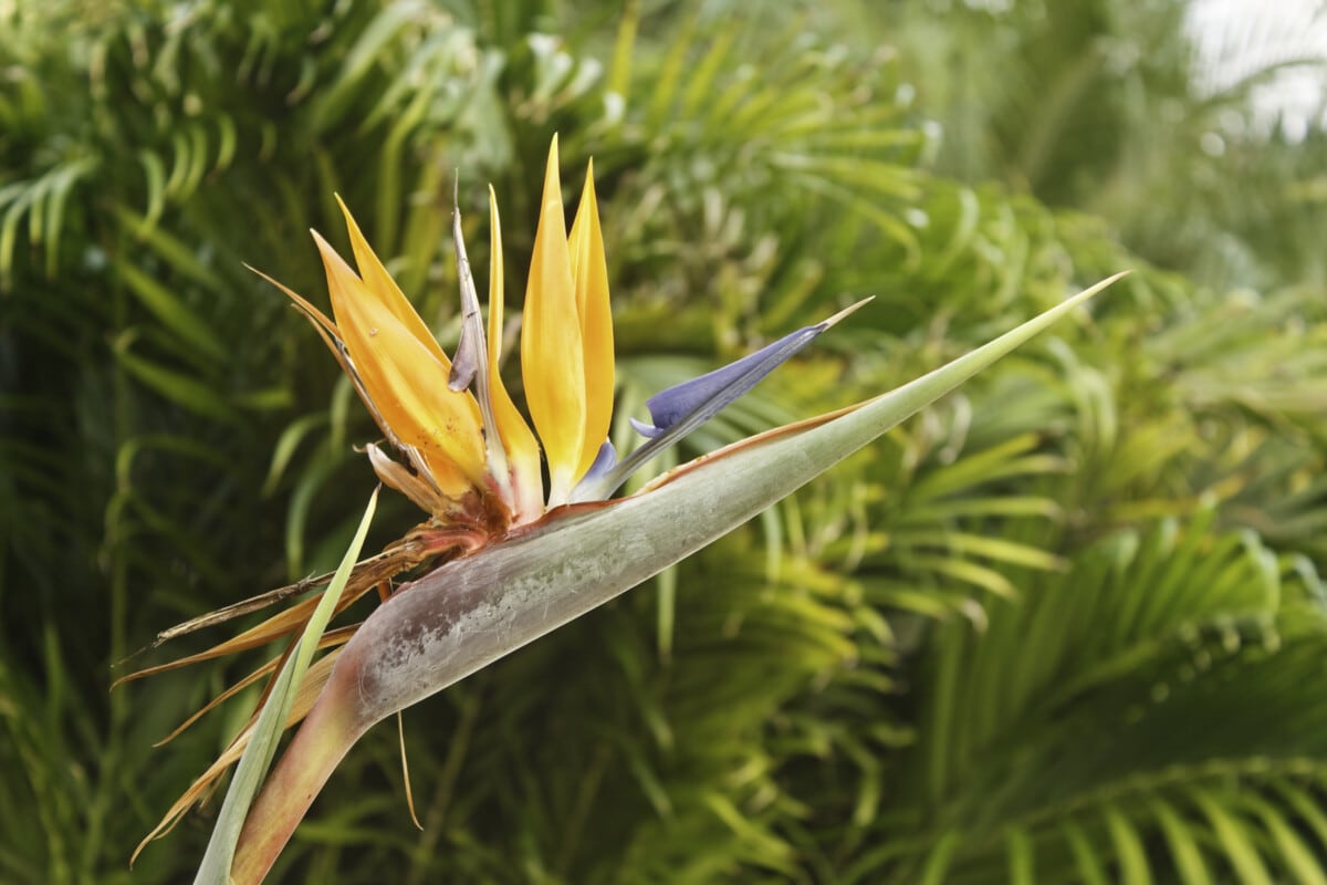 Bird of Paradise Flower