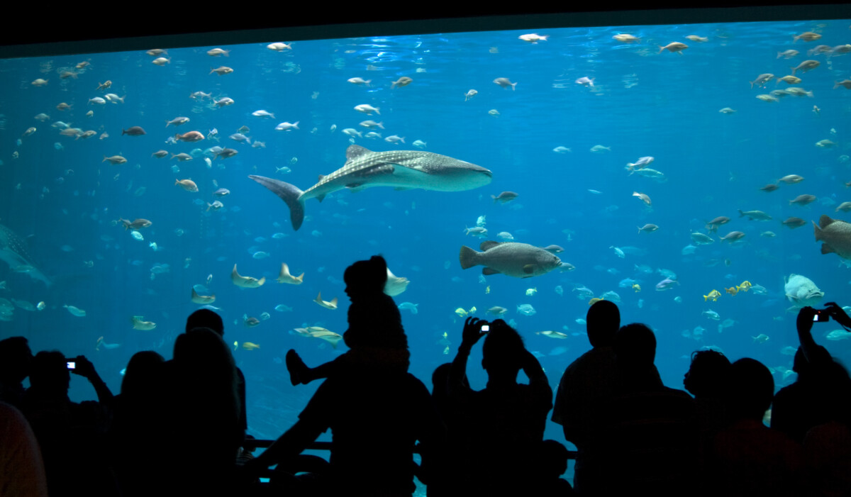 Picture of Silhouetted people admiring the fish, including a whale shark and grouper, at an aquarium.