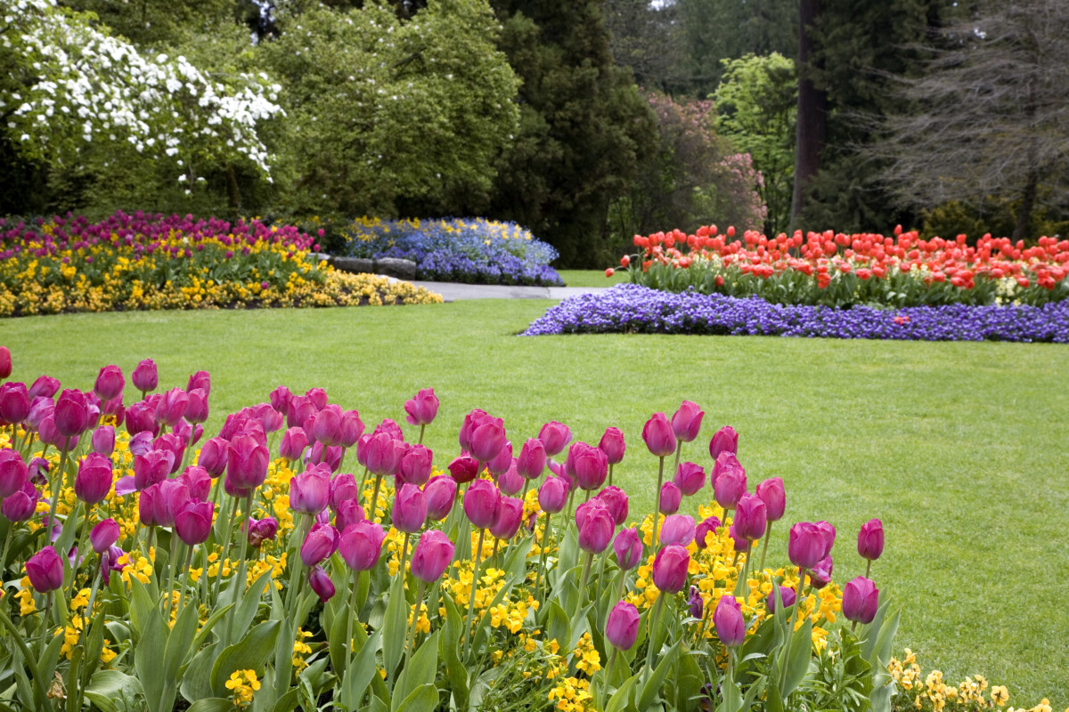 Colorful flowers blooming in the garden.