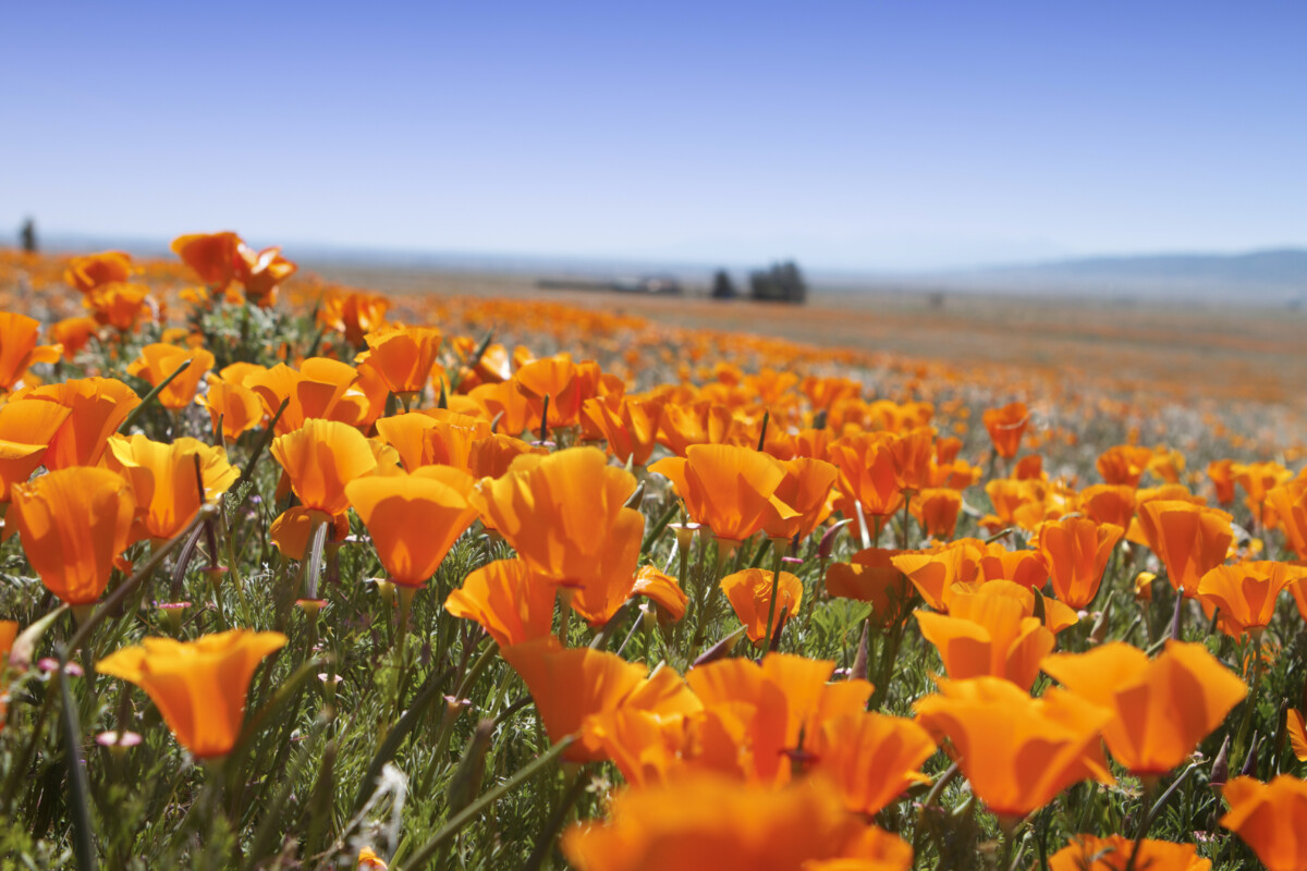 Macro of Poppy field