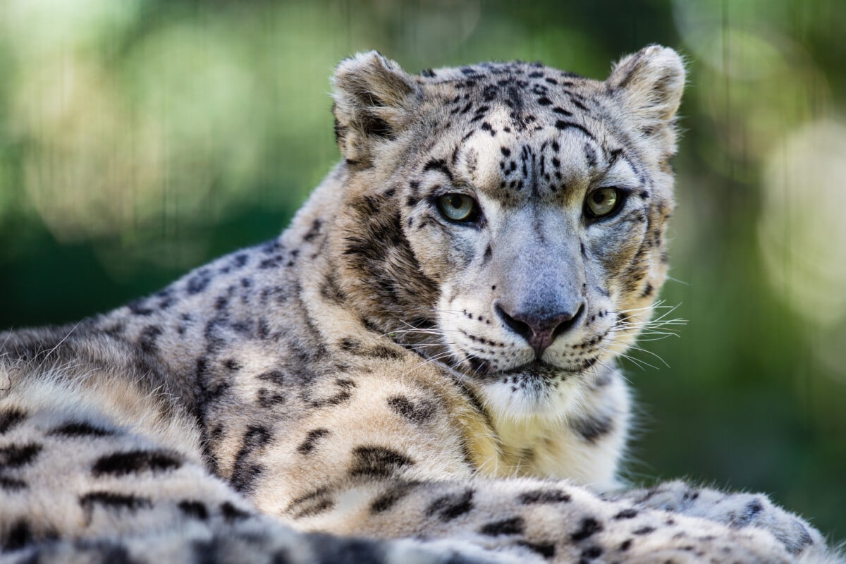 Close-up shot of an adult snow leopard, resting on a rock. Leopard is looking at camera.  Taken on a Canon 400mm f/2.8 lens from a short distance away.