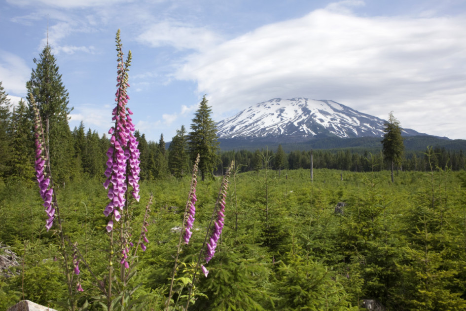 Logged forest near Mount St. Helens Washington