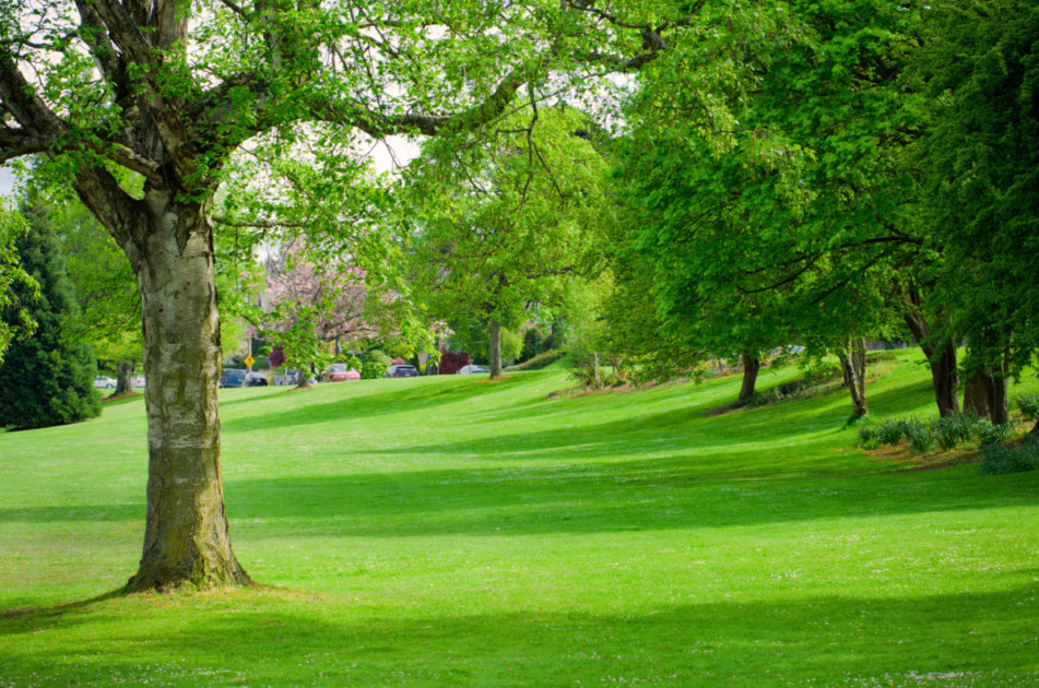 Grassy lawn at Green Lake Park in Seattle, WA