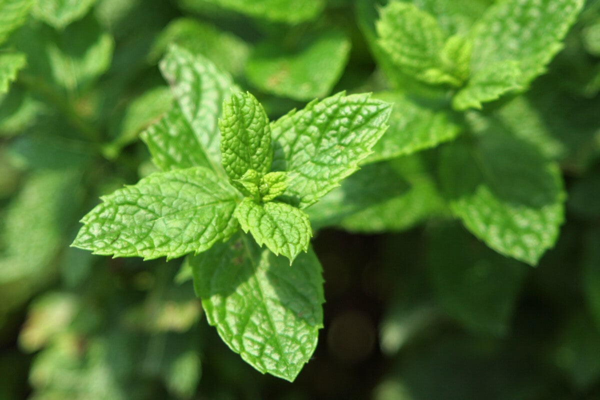 Fresh mint growing. Focus on front leaves. 