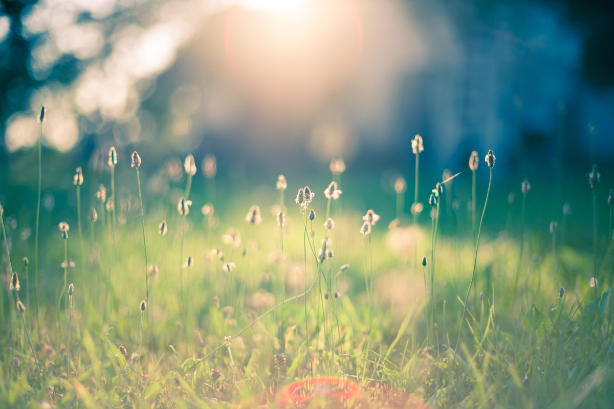 grass and flowers